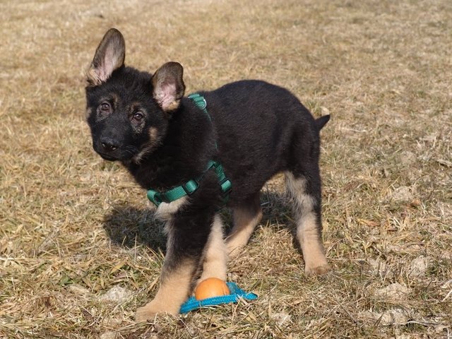 Wer kann diesem Blick widerstehen?