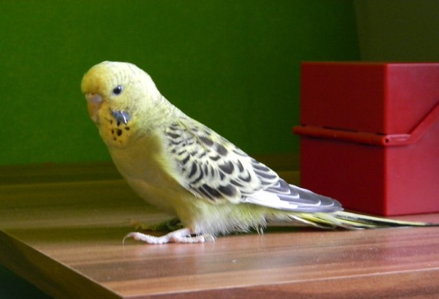 Susi - unser Wellsittich