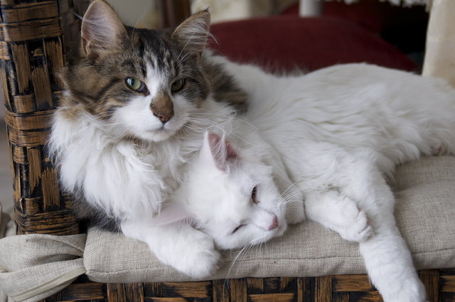 Unsere Main Coons, Merlin & Maya. Innsbruckerstr. 39, 6380 St. Johann in Tirol.