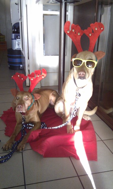 Gina & Balu unsre Rentiere