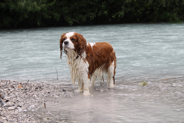 Basko - meine kleine Wasserratte