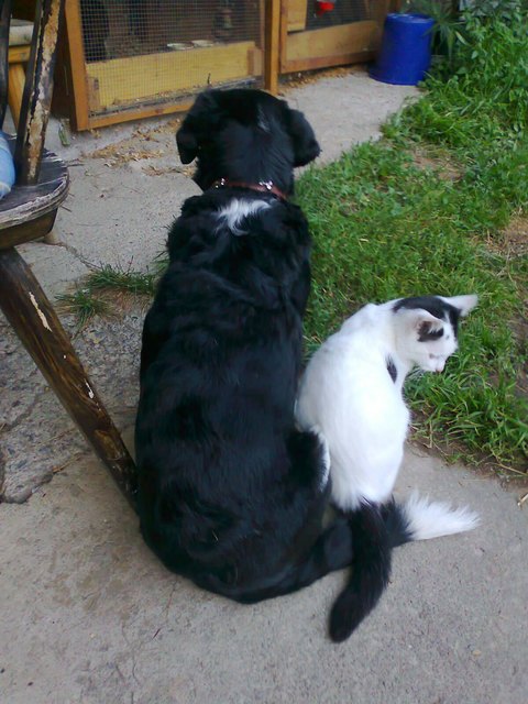 Cora adoptierte Haraldine