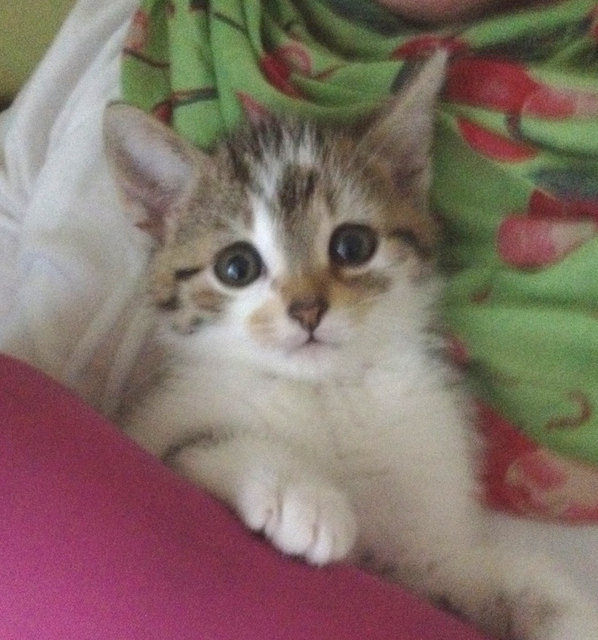 Unser kleiner Merlin