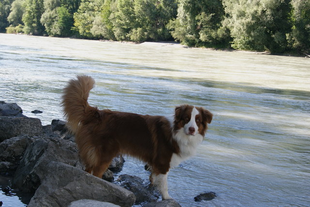 unser ganzer Stolz Buddy