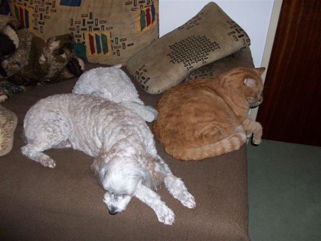 Ruhestunde Lady und Whisky