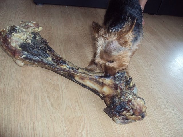 Großer Knochen kleiner Hund!!