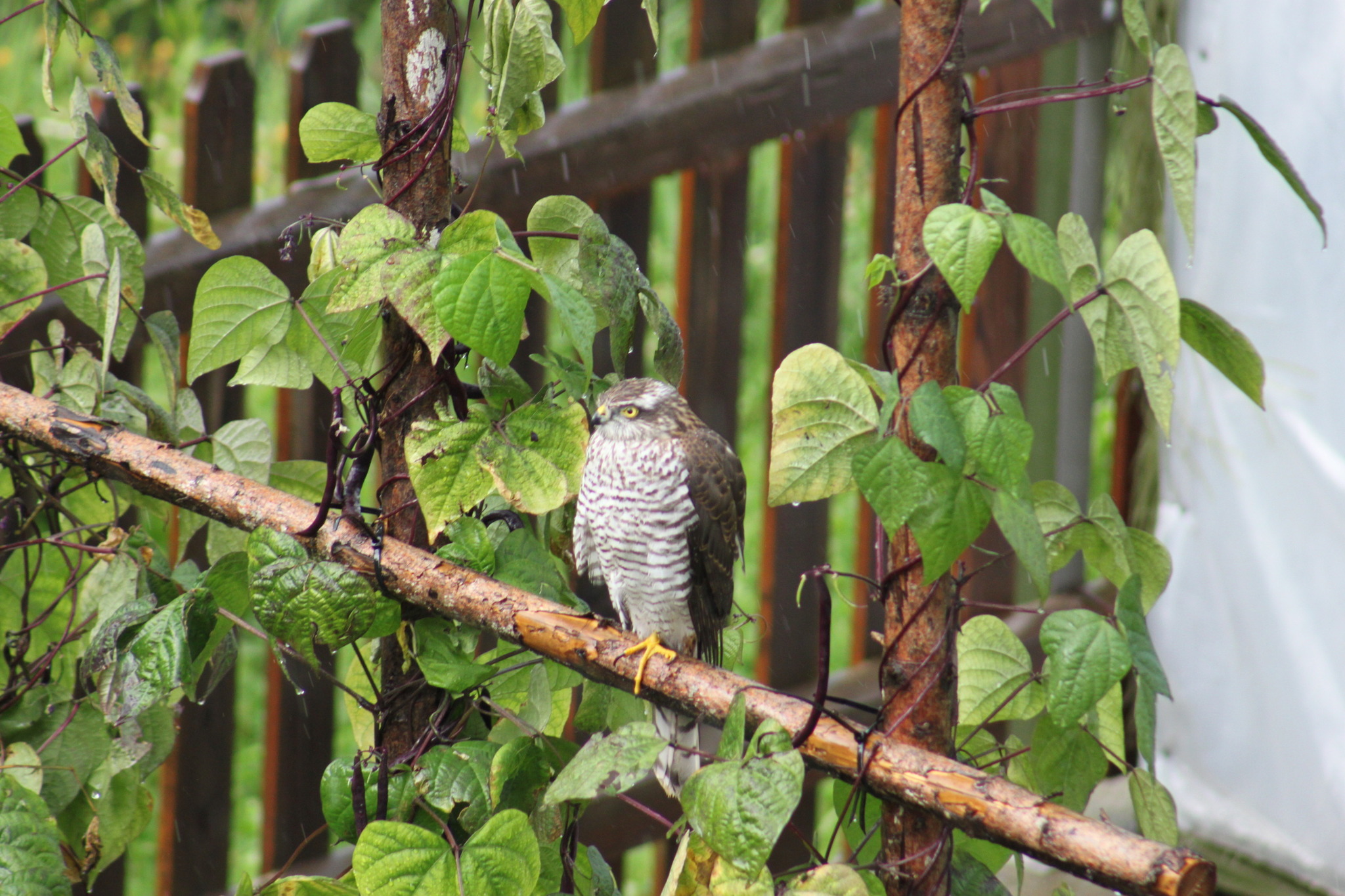 Ein Greifvogel im Garten Spittal