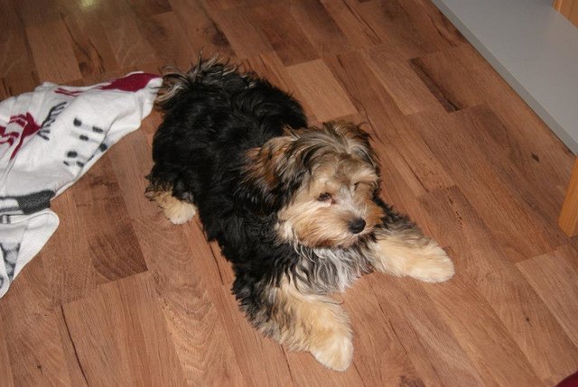 Unser kleiner alles geliebter Wollknäuel Peppino