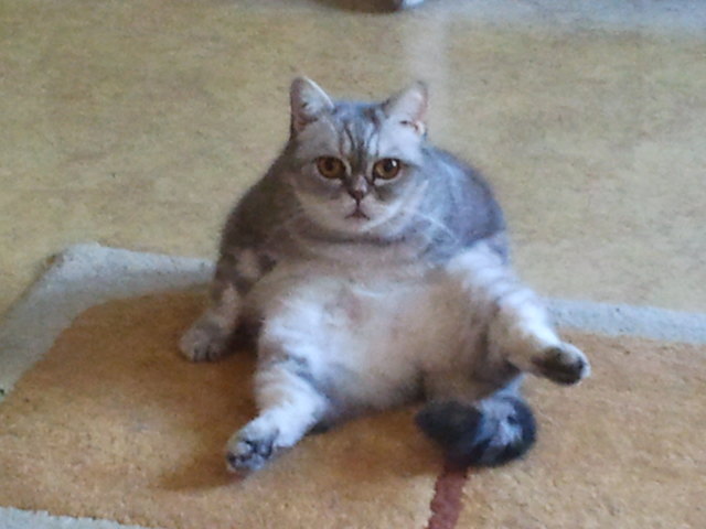 Meine Nala beim putzen