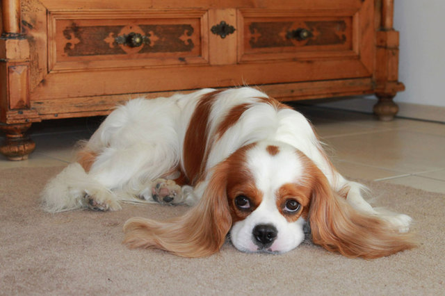 Kenny - mein Cavalier King Charles Spaniel