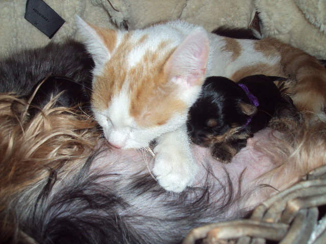 Kater gismo lässt es sich auch schmecken an der Hunde Milchbar!!