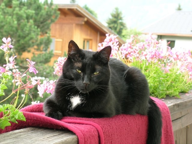 Schnurri genießt die Sonne =)