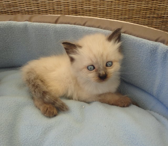 Toska die schielende Löwin