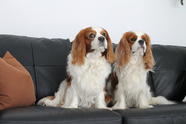 Meine beiden Lieblinge - Basko und Kenny