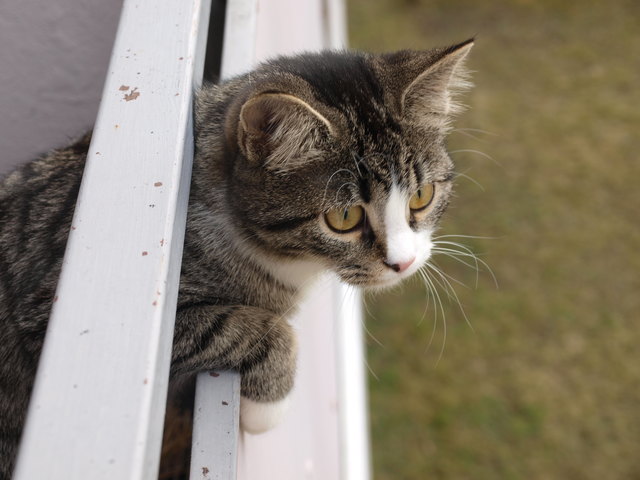 Mal schaun, was die Nachbarn so machn...