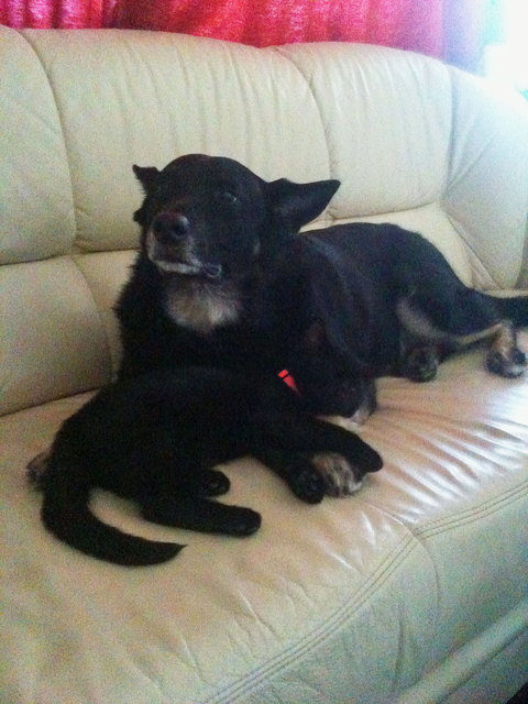 Zwei wie Hund und Katz