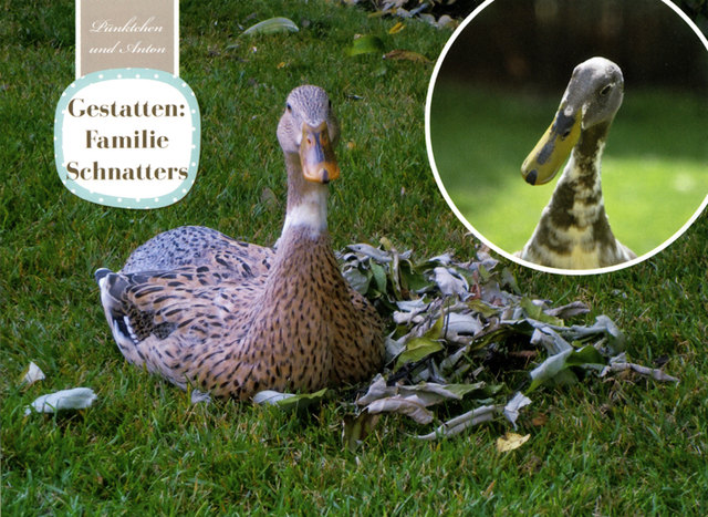 Das ist unser Laufentenpärchen PÜNKTCHEN & ANTON - Familie Schnatters! :-)