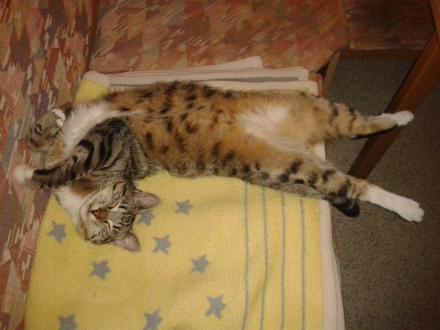 Unsere Lilly lässt sich beim Schlafen nie stören!!