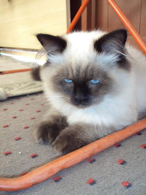 Wer kann diesen Augen wiederstehn?