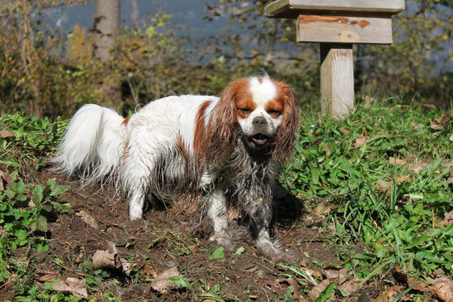 Kenny - mein kleiner Buddelkönig ;)