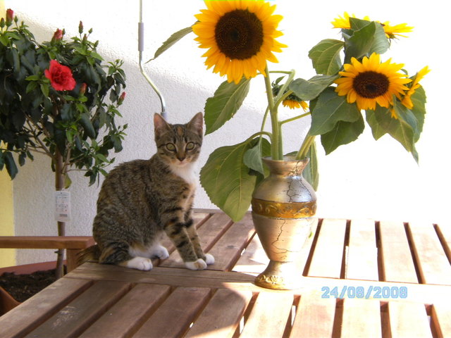 Mein Sonnenschein July