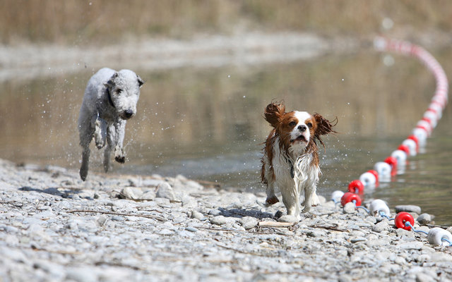 " Wettrennen " ... Bedlington Terrier Ferdinand und Cavalier King Charles Spaniel Basko