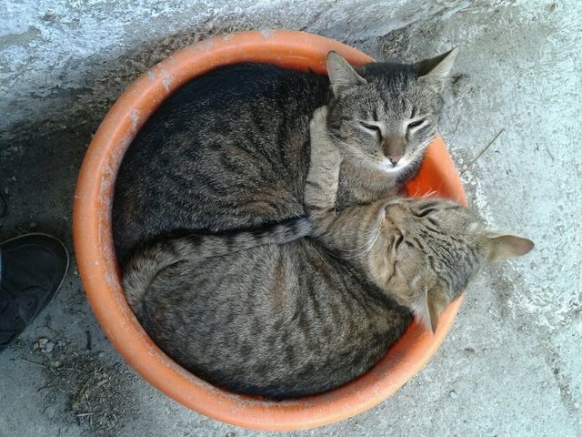 Unsere Bauernhof-Katzen Kuschel & Petzi :) aus Hanfthal