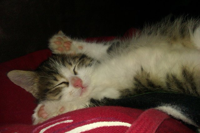 Shadow - einfach zum knuddeln