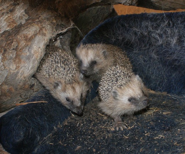 Der Winter kommt: Wie versorgt man einen Igel? - Spittal