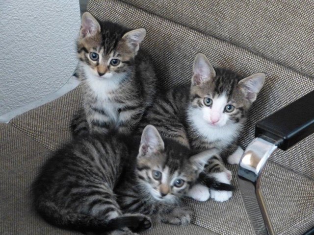 Romeo mit seinen Geschwistern