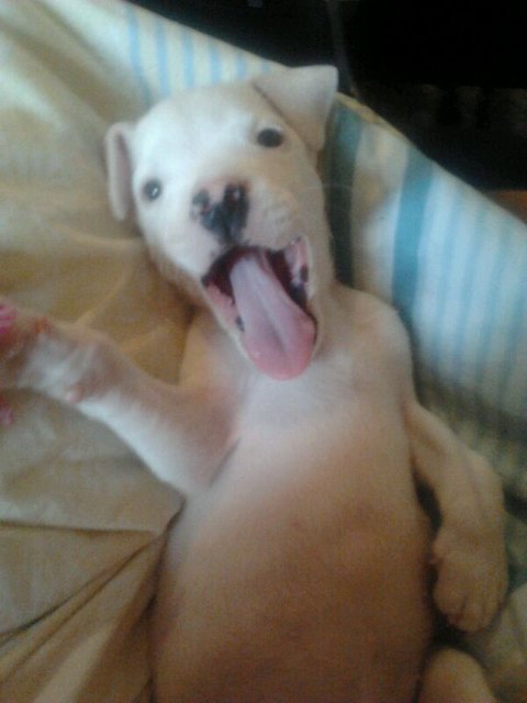 So ein Hundeleben is schon anstrengend... :-)