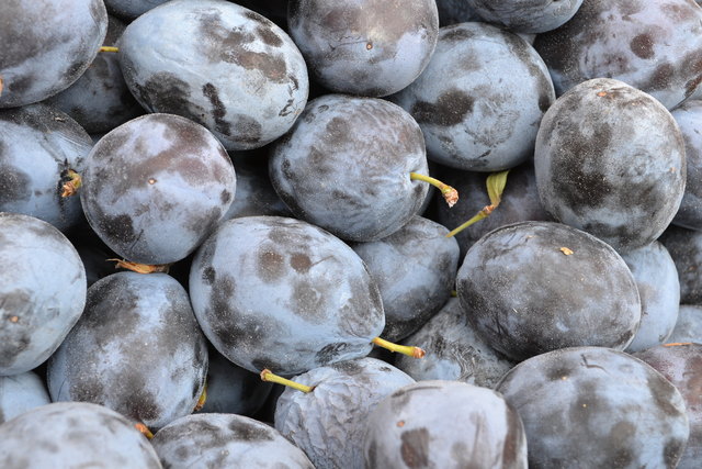 für Kompott, Powidl-Marmelade oder Zwetschgendatschi