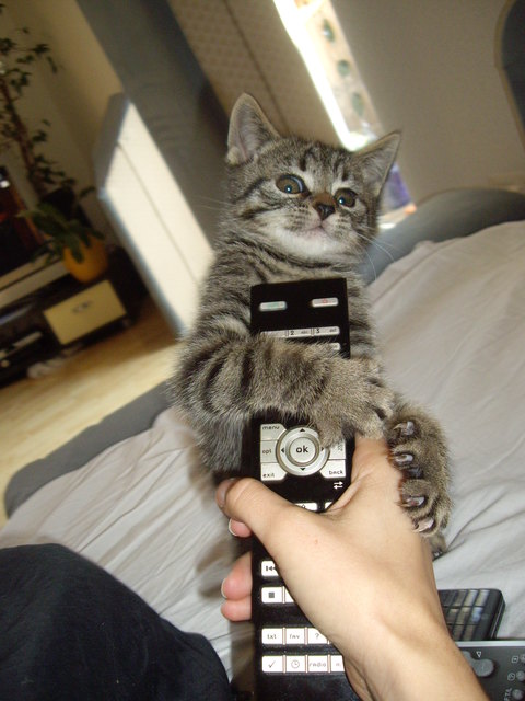 ...meine Fernbedienung!!! Heute bestimm ich was wir schauen... grrrr ;-D