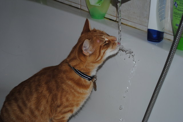 Als echter Tiroler trinke ich mein Wasser frisch vom Hahn