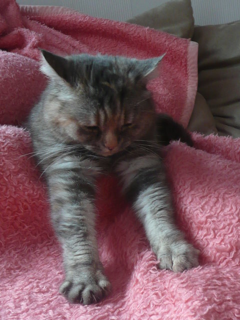 Die ganze Decke für mich allein!