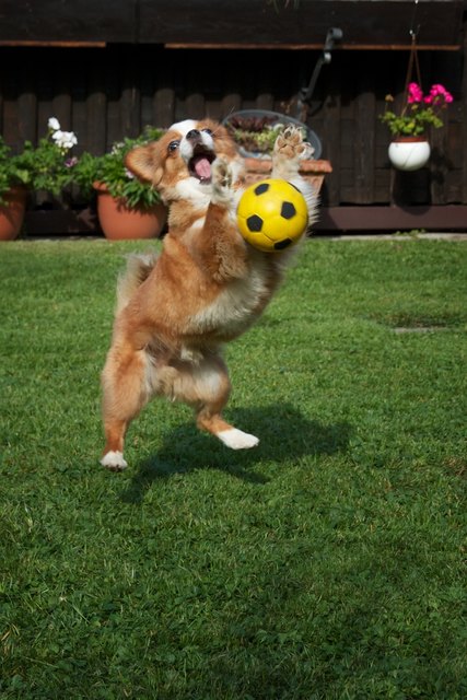 Unser Leikos als Tormann