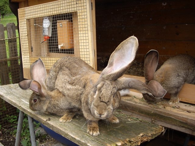 in meinen hasenstall gehts immer drunter und drüber