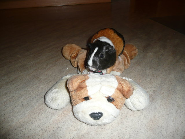 Leo unser Kampfmeerschwein