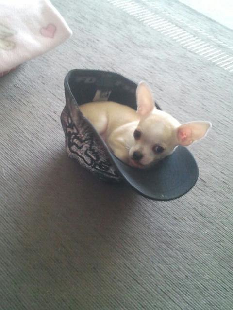 Stella´s Lieblingsplatzerl  :)