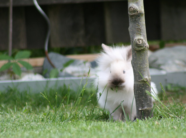 Prinz ... unser Löwenkopf-Angora-Häschen-Mischling :)!