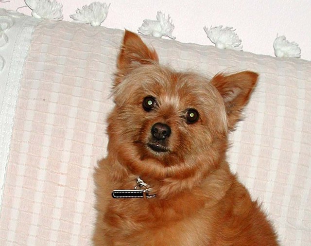 Dodie ist der erklärte Liebling ihrer Familie und Nachbarschft in der Puite in Telfs.