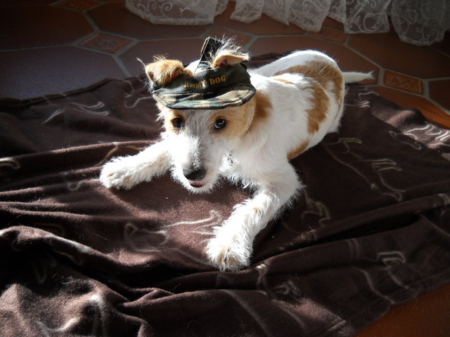 Unser Struppi, ein Playboy schlechthin