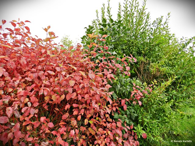 ... auch hier zeichnet der Herbst bereits die schönsten Farben ...