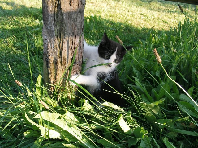 Ich heiße "Strumpfi" und ich wohne am Marxenhof in Gallzein!