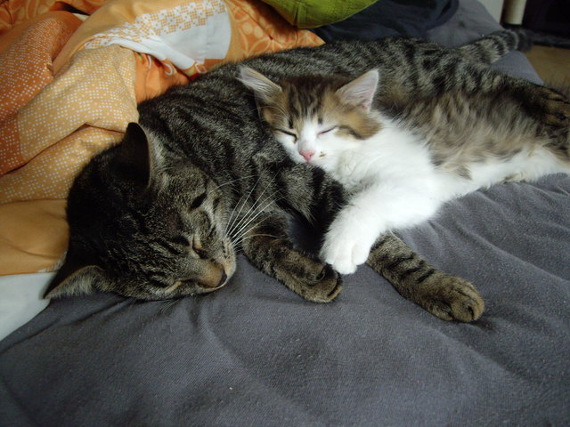 Samy Davis & Alina Kalea 