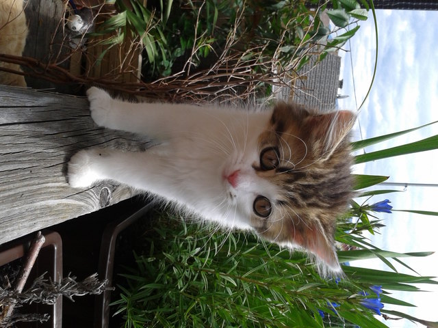 Alina Kalea... die aus dem Dschungel kam...