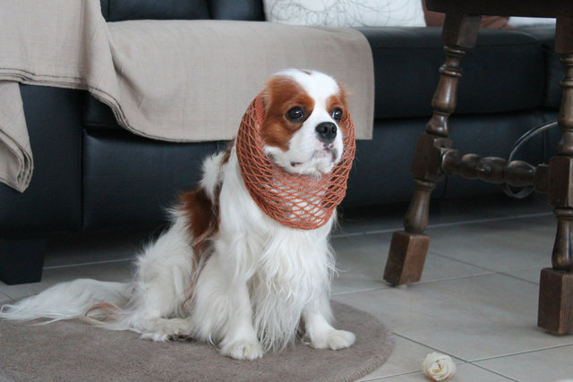 Das ist mein Knochen