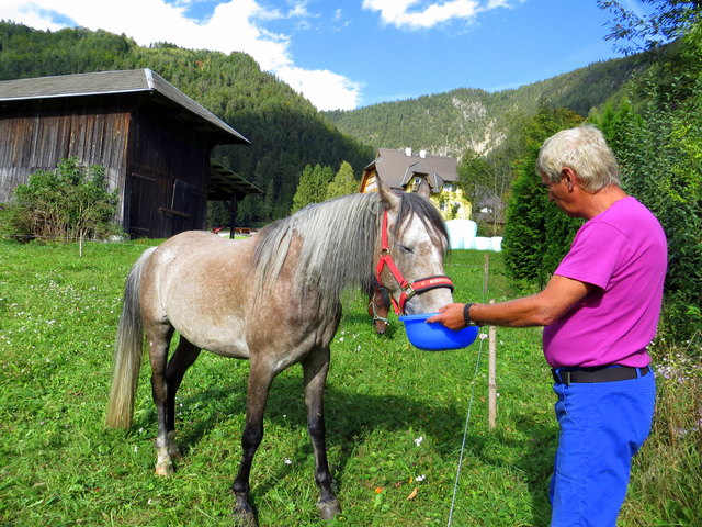 schön,wenn Gigant sich nachmittags immer neben unserem Garten austoben kann