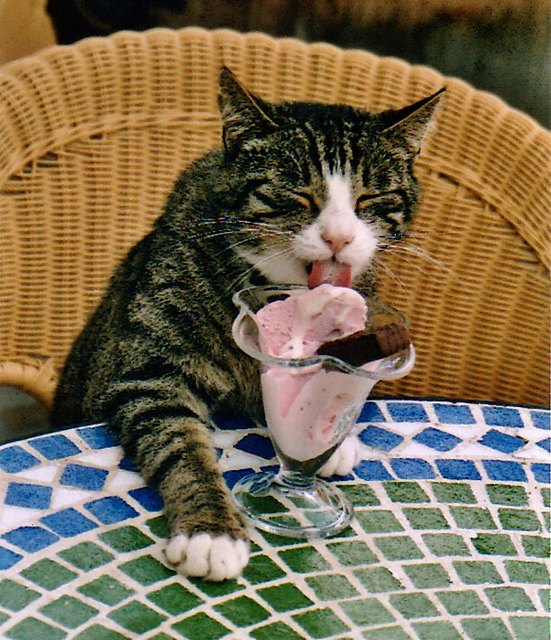 Kater Snoopy ist seit 16.9. im Katzenhimmel. Ich hoffe, er bekommt auch dort ab und zu ein Eis...