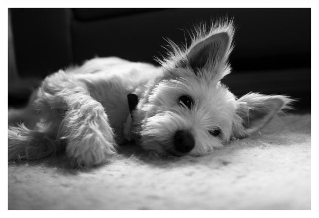 Timmy unser Wuff ausm Tierheim